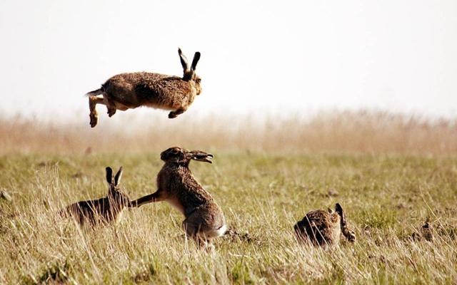 澳洲兔子泛滥成灾的原因
